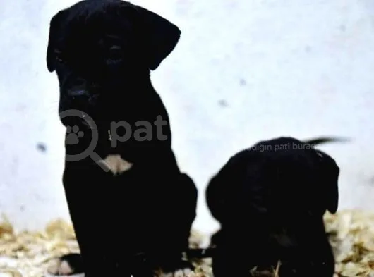 Cane Corso