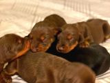 Doberman Yavruları