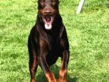 Doberman Yavruları