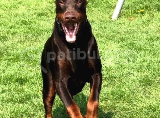 Doberman Yavruları görsel