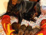 Doberman Yavruları