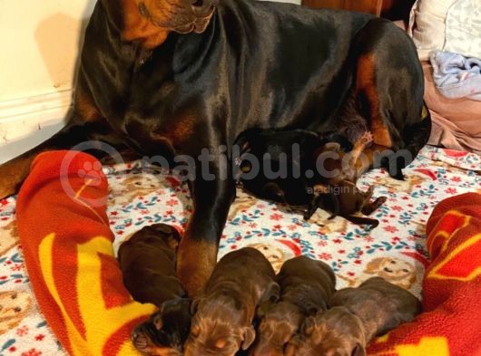 Doberman Yavruları görsel