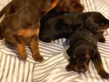 Doberman Yavruları