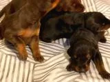 Doberman Yavruları