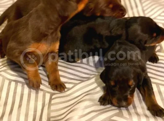 Doberman Yavruları