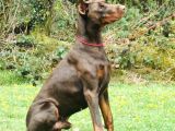 Doberman Yavruları