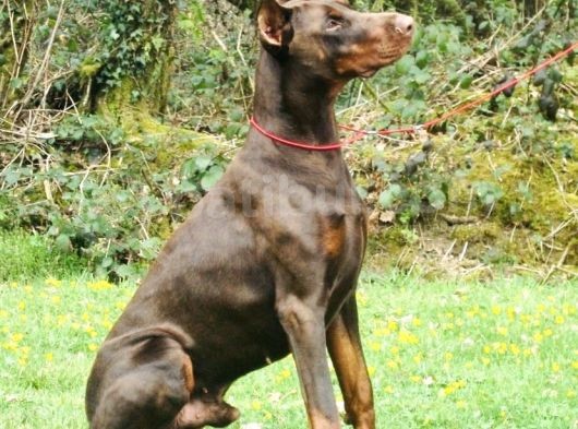 Doberman Yavruları görsel