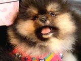 Tedy Bear Pomerian Boo
