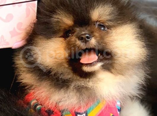 Tedy Bear Pomerian Boo görsel