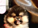 Tedy Bear Pomerian Boo