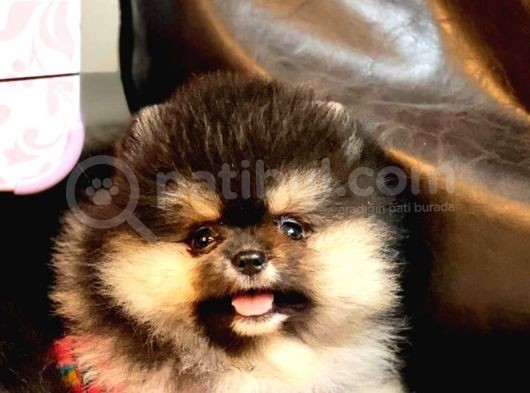 Tedy Bear Pomerian Boo görsel
