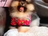Tedy Bear Pomerian Boo