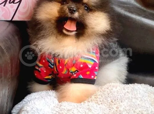 Tedy Bear Pomerian Boo