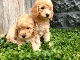 Maltipoo