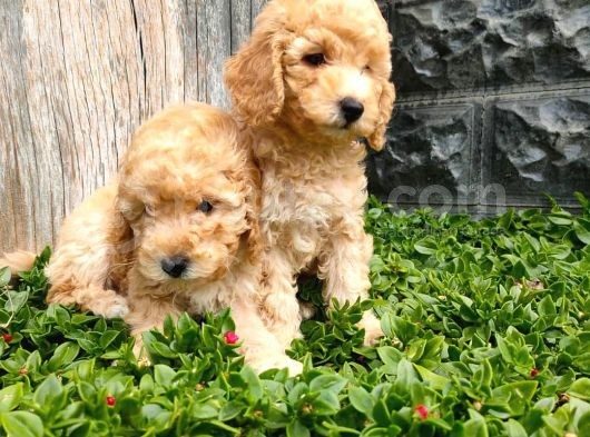 Maltipoo görsel