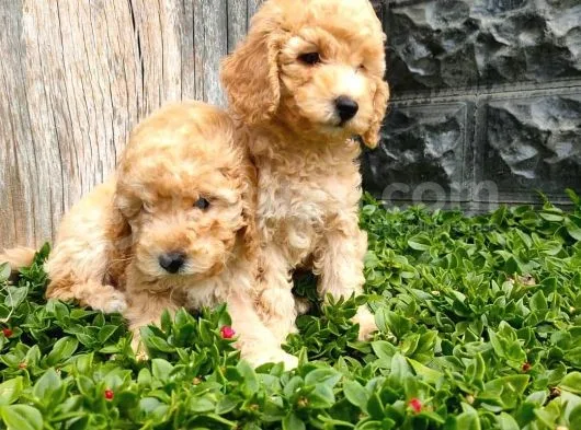 Maltipoo