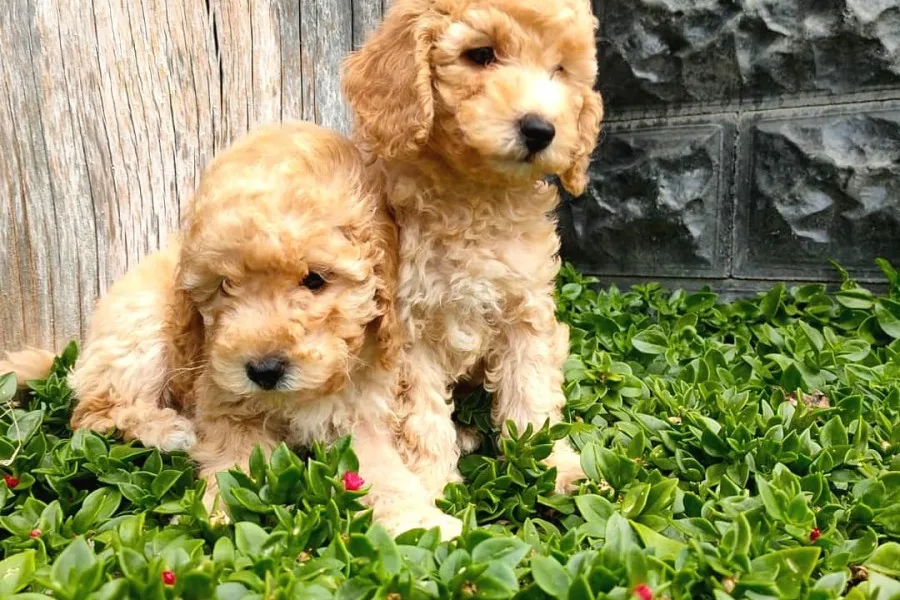 Maltipoo