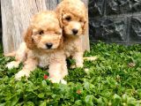 Maltipoo