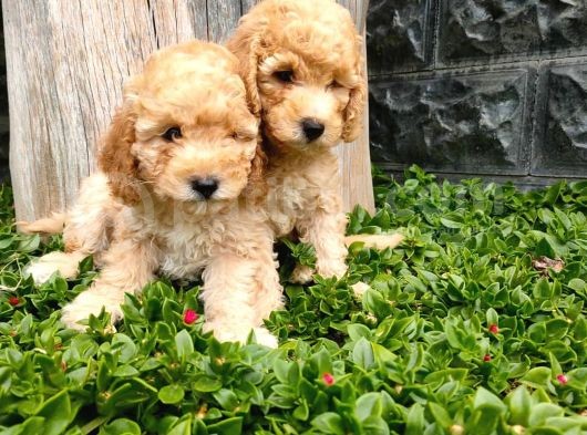 Maltipoo görsel