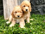 Maltipoo