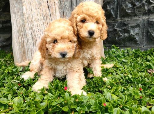 Maltipoo görsel