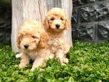 Maltipoo