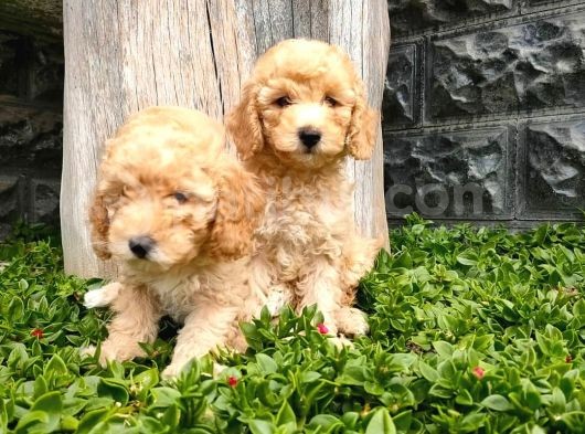 Maltipoo görsel