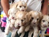 Maltipoo