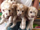Maltipoo