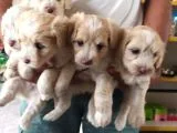 Maltipoo