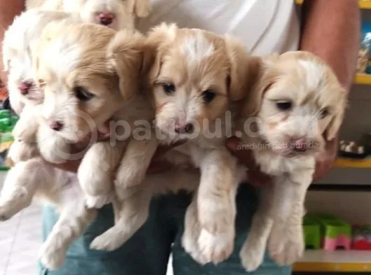 Maltipoo