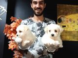 Maltipoo
