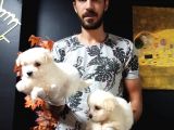 Maltipoo