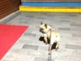 Fawn French Bulldog Muhteşem Erkek
