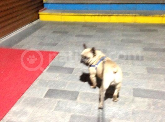 Fawn French Bulldog Muhteşem Erkek görsel