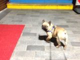 Fawn French Bulldog Muhteşem Erkek