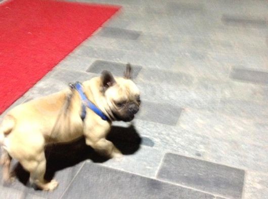 Fawn French Bulldog Muhteşem Erkek görsel