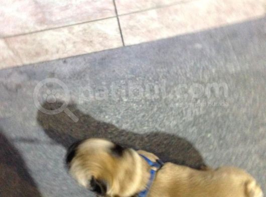 Fawn French Bulldog Muhteşem Erkek görsel