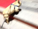 Fawn French Bulldog Muhteşem Erkek