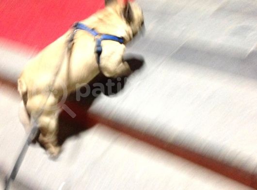 Fawn French Bulldog Muhteşem Erkek görsel