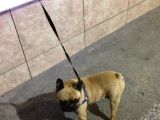 Fawn French Bulldog Muhteşem Erkek