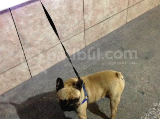 Fawn French Bulldog Muhteşem Erkek görsel