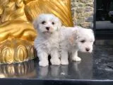 Maltesse Terrier