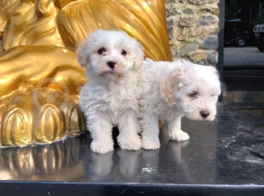 Maltesse Terrier görsel