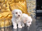 Maltesse Terrier