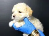 Maltipoo