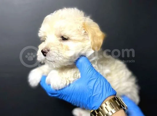 Maltipoo