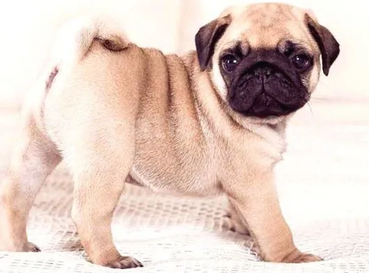 Dişi Yavru Pug