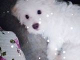 Maltese Yavru