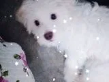 Maltese Yavru